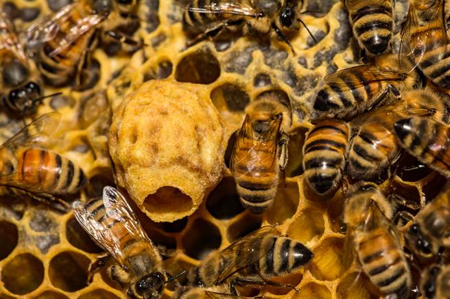 加拿大貴湖大學的研究團隊近日發現東方蜜蜂會收集動物屎尿塗在蜂巢口。(示意圖／達志影像)