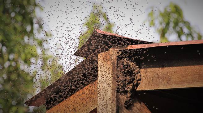 南韓有屋主發現，家裡經常飛進百隻蜜蜂，儘管已將外牆的洞口補上，但數量卻不減反增，直到掀開天花板後，才發現一個巨型蜜蜂窩。(示意圖/達志影像)