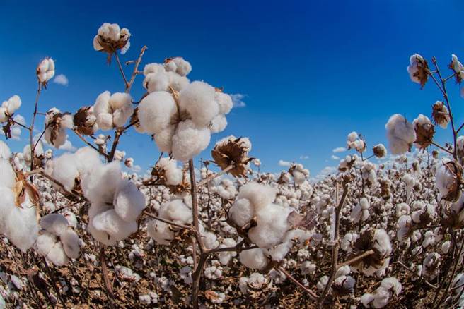 有消息指出，澳洲棉花生產商已經試圖在尋找大陸市場以外的其他買家。（圖/達志影像/shutterstock）

