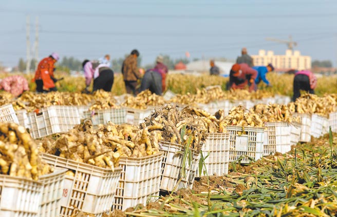 大陸生薑價格漲至近5年最高點，引發農民惜售心態。圖為11月初，河北石家莊農民採收生薑。（新華社資料照片）