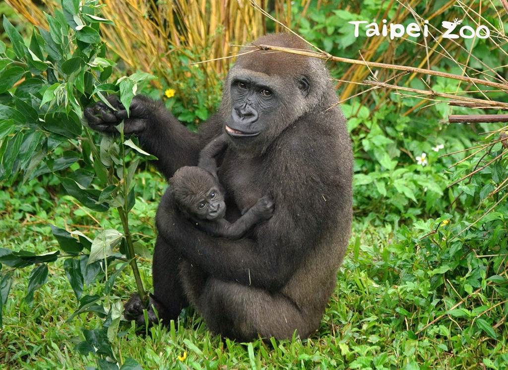 金剛猩猩寶寶發展較為晚熟，剛出生的寶寶24小時被媽媽抱在懷裡。（台北市立動物園提供／游念育台北傳真）