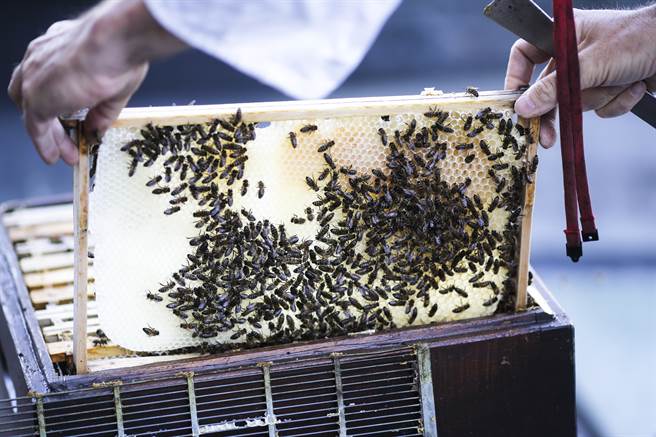 研究人員發現，相較於西方蜜蜂，亞洲蜜蜂會塗抹糞便在巢穴口以阻擋大胡蜂，並攝取排泄物中的鹽分。(圖/美聯社)