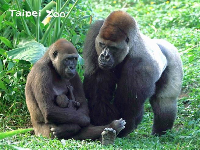 台北市立動物園的金剛猩猩「迪亞哥」和來自荷蘭的母金剛猩猩「Tayari」，在今年10月31日迎來第一個愛的結晶。（台北市立動物園提供／游念育台北傳真）