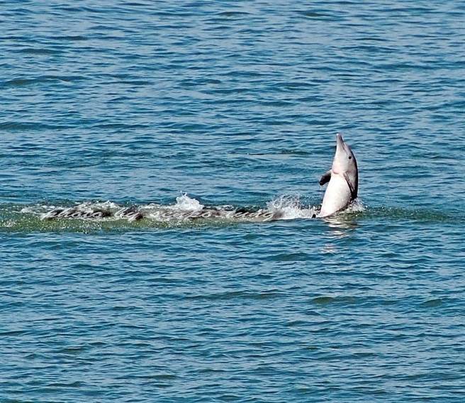 國際瀕絕保育類海洋生物中華白海豚有「媽祖魚」和「海上大熊貓」之稱。（金門縣議員董森堡提供）