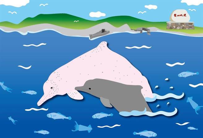 中華白海豚常在海上親子同遊，溫馨圖案出現在金門明信片，受到各地遊客歡迎。（金門縣水試所提供）