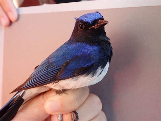 太管處委託東華大學記錄研究園區內的鳥類生態，記錄到罕見針對的過境鳥白腹琉璃。（太管處提供／王志偉花蓮傳真）