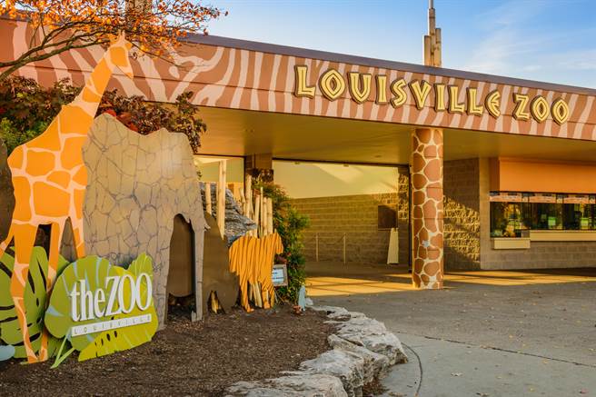 路易維爾動物園有3隻雪豹驗出對新型冠狀病毒呈陽性反應，分別為兩隻公雪豹與一隻母雪豹。(圖/shutterstock)