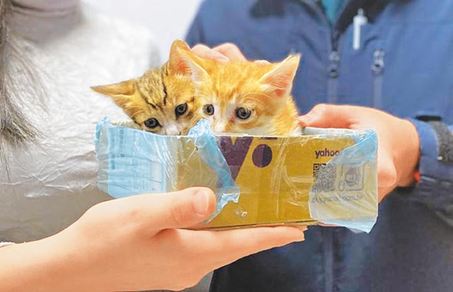 日前2只约2个月大的幼猫受困市警局公关室天花板夹层内的黏鼠板，幸及时被警官和工友救下。（新北市警察局提供）