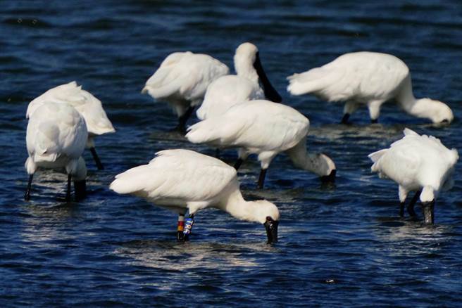 鸟友胡荣显在嘉义县布袋镇好美里附近鱼塭发现黑琵T85健康觅食。（台南市农业局提供／刘秀芬台南传真）