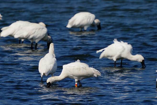 鸟友胡荣显在嘉义县布袋镇好美里附近鱼塭发现黑琵T85健康觅食。（台南市农业局提供／刘秀芬台南传真）