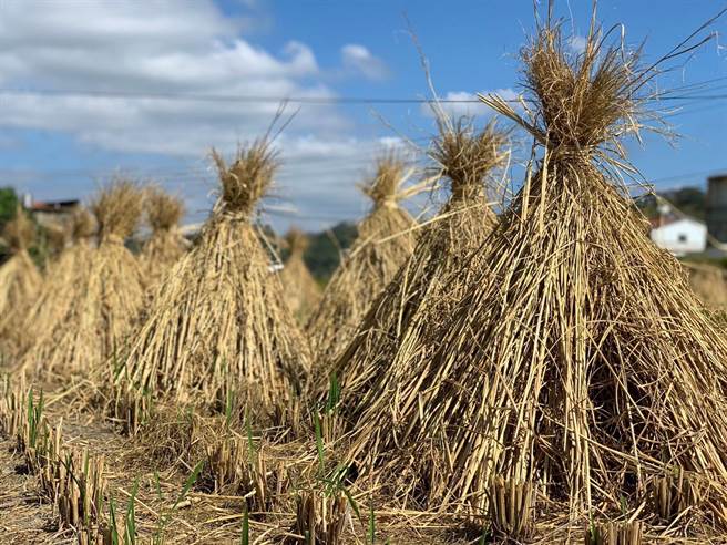 公馆乡农会传承扎稻草、堆秆棚农事技艺，再现农村景象，勾起许多长辈的儿时回忆。（何冠娴摄）