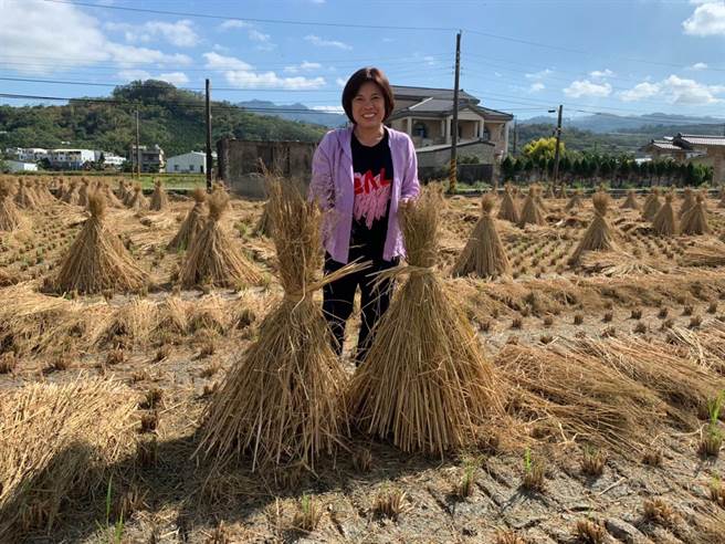 公馆乡农会规画农业嘉年华，展现冬季稻田景观以及在地产业文化，公馆农会总干事古雪云希望传承农事技艺，营造传统农村景象。（何冠娴摄）