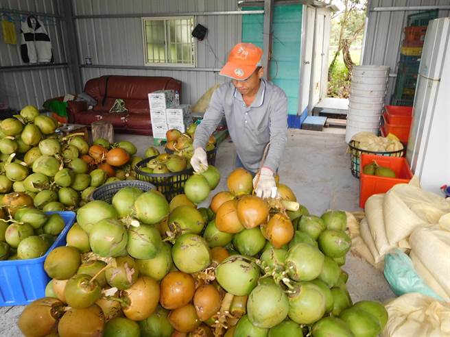 山区农村人力短缺，泰源技训所收容人协助採收柑橙。（民眾提供）