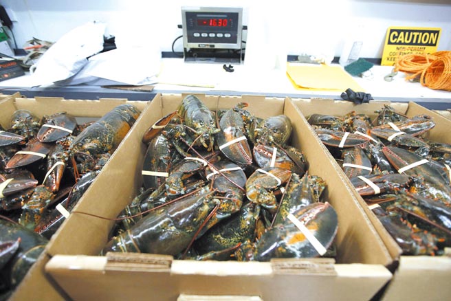 美龙虾销欧免关税图／美联社