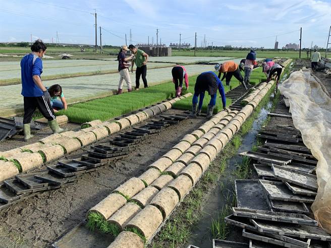 因應明年嘉南一期稻作停灌，農糧署修正育苗及代耕業者救助申請資格，修正救助條件為無需具備相關協會會員資格。（南市府提供／李宜杰台南傳真）