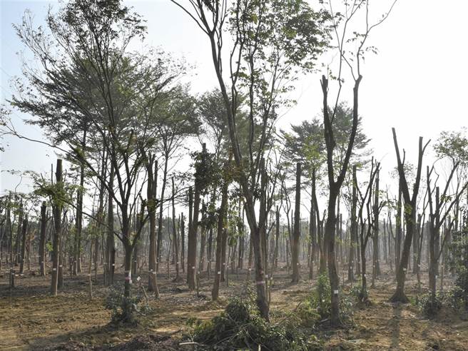 仁武区大片树木遭乱砍，护树团体担忧遭断头的树木存活率低。（林瑞益摄）