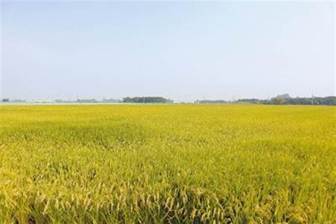 明年嘉南地區一期稻作停灌，農民可於本月1日起申請停灌補償，截止日期為12月20日。()