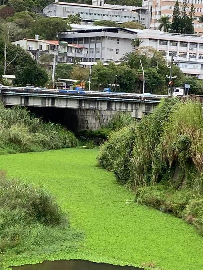 大湖乡长胡娘妹在脸书po出数张水芙蓉攻占南湖溪及支流野溪的照片，期盼主管单位尽快清除，也呼吁乡亲若发现水芙蓉源头可向公所通报。（胡娘妹提供／巫静婷苗栗传真）