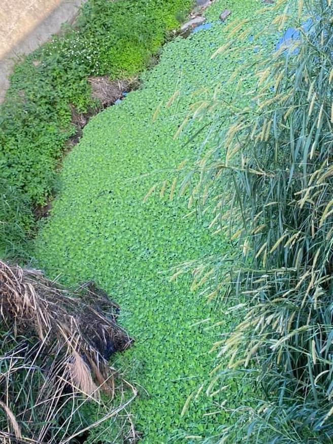 大湖乡长胡娘妹在脸书po出数张水芙蓉攻占南湖溪及支流野溪的照片，期盼主管单位尽快清除，也呼吁乡亲若发现水芙蓉源头可向公所通报。（胡娘妹提供／巫静婷苗栗传真）