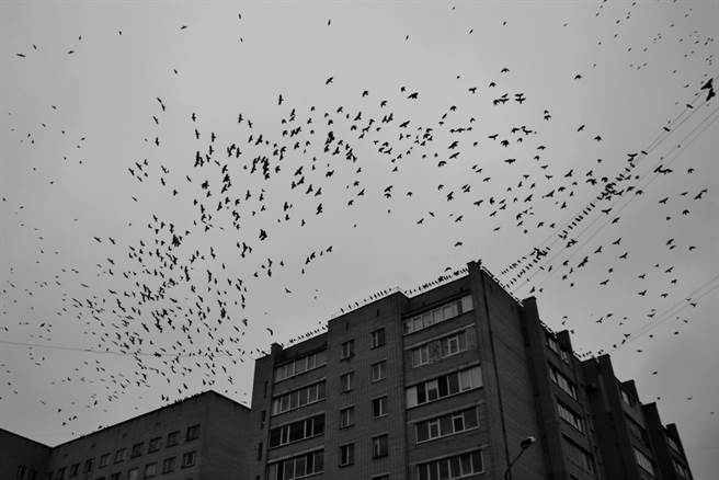 成千上万只乌鸦让当地垄罩一片黑暗达14小时之久。（示意图／达志影像）