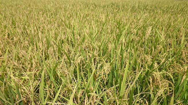 農委會16日於蘆竹區農會舉辦抗旱座談會，農民憂未來若進口外國米會導致糧商惡意壓縮糧價。（姜霏攝）