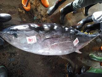 東港魚市場拍賣「三不像鮪魚」引熱議 每公斤850元到底是什麼鮪？