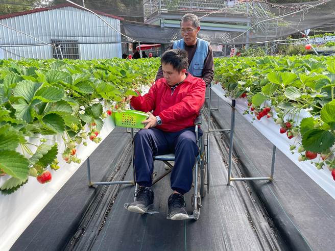 轮椅族也能採草莓大湖地区农会推广无障碍果园 苗栗县 中时