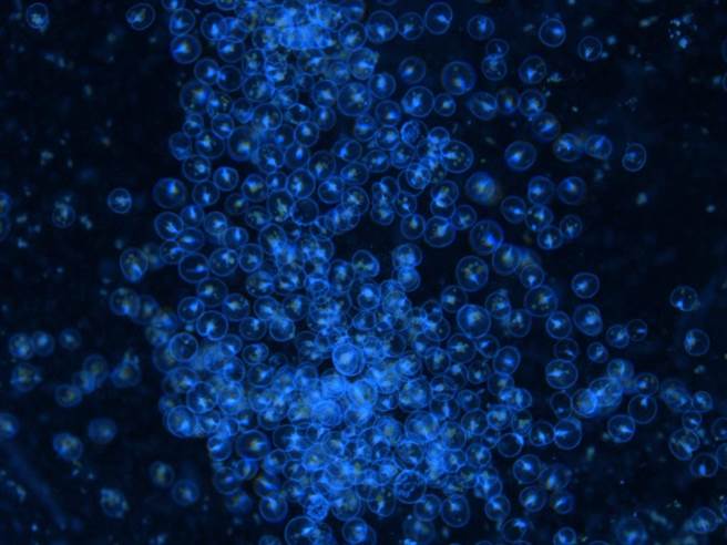 国立台湾海洋大学成立研究中心投入相关研究，成功掌握大量人工繁殖蓝眼泪技术。（国立台湾海洋大学提供／陈彩玲基隆传真）