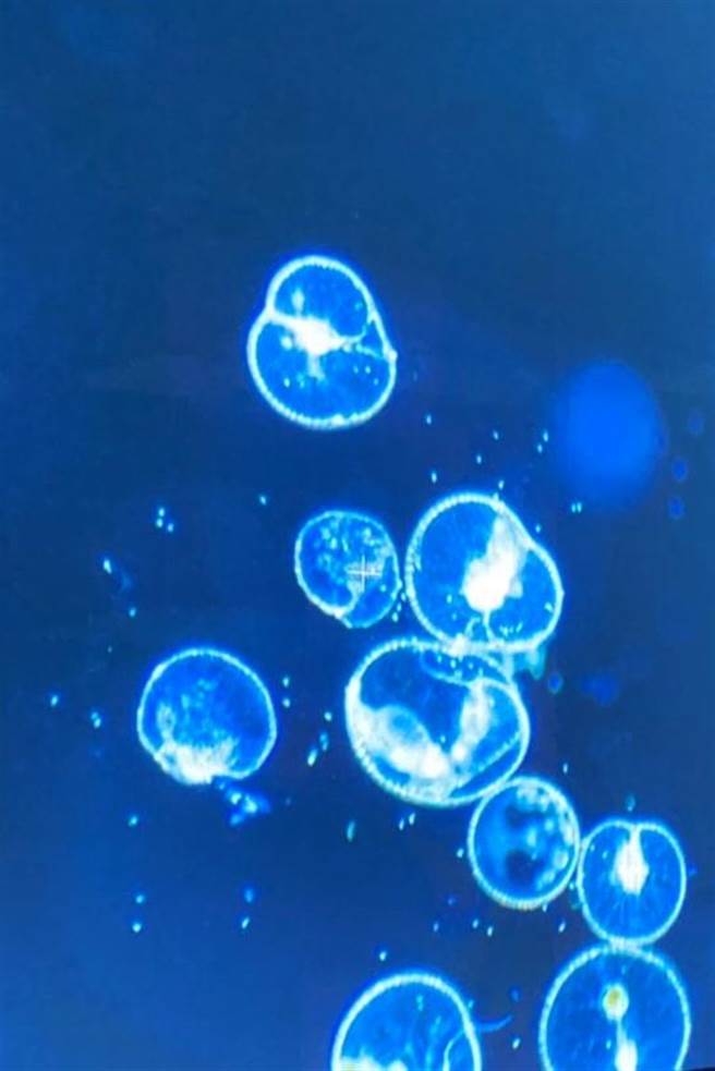 夜光蟲大量聚集如同藍眼淚，海洋大學成功開發人工培養技術。（圖／海大提供）