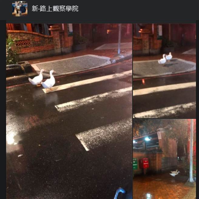 有民眾目睹两只鸭夜间在路上散步，询问是否为同一只鸭，不过松山文创园区小编遗憾表示，并不是同一只。(翻摄脸书社团)