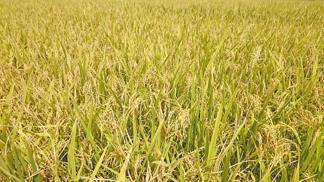 明年梅雨季雨量不好預測，農民擔憂是否能延後公布停灌或日後自行復耕。（姜霏攝）