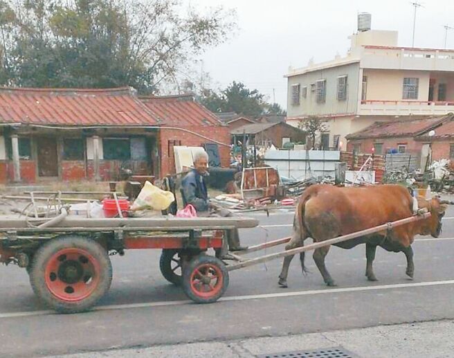 云林县水林乡老农黄文虎与老牛的身影，是地方的共同记忆。（李志雄提供／张朝欣云林传真）
