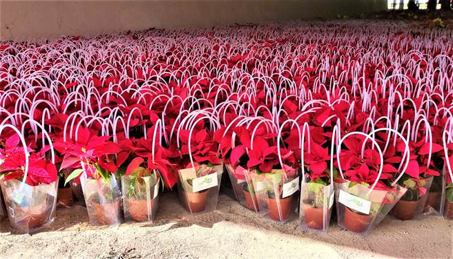 台中市中央公园开幕，总太地产赞助万盆圣诞红应景，替中央公园妆点耶诞色彩。（总太地产提供／卢金足台中传真）