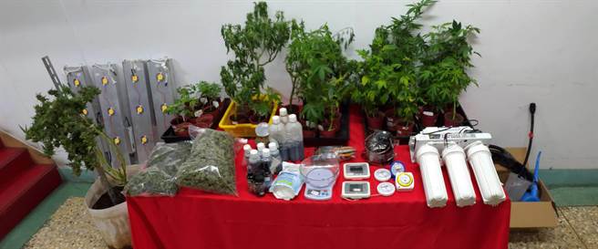 警方循線找到大麻種植場，起出40活株和成品1公斤，市價高達百萬元。（翻攝畫面／李俊淇新北傳真）