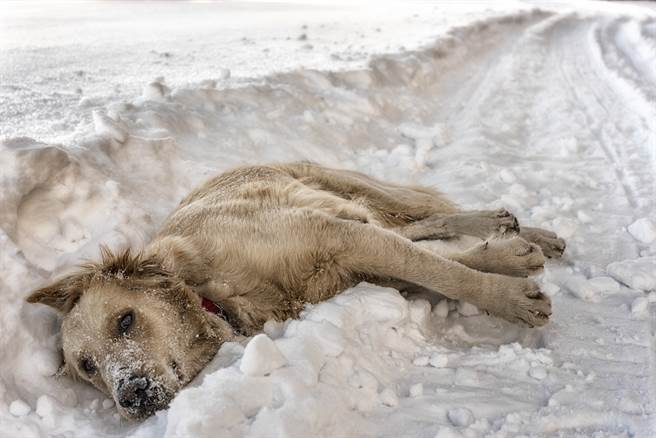 流浪狗媽躺雪地緊抱7寶寶後定格驚覺牠用餘溫保暖幼犬 萌寵 網推