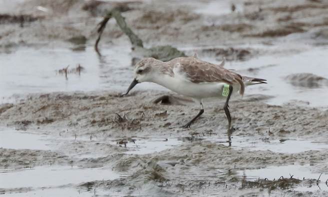全球仅剩不到500只的琵嘴鹬，日前遭鸟友发现现踪台南将军区，令人惊喜。（台南野鸟学会提供／李宜杰台南传真）