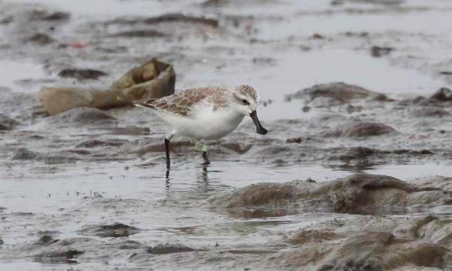 全球仅剩不到500只的琵嘴鹬，日前遭鸟友发现现踪台南将军区，令人惊喜。（台南野鸟学会提供／李宜杰台南传真）