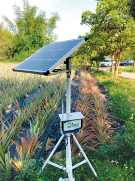 悠由数据以科学方式种植凤梨收集数据。图／业者提供