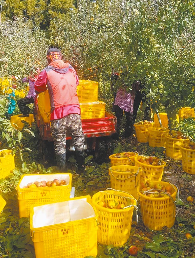 福寿山苹果园的收成不错，高达31万多台斤，让採收人员忙翻天。（福寿山农场提供／陈淑娥台中传真）