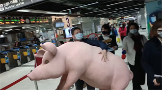 豬模型太夯 藍委要帶「台灣豬」遊台灣