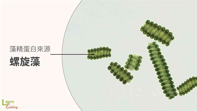 藻精蛋白是藻类的蛋白质萃取物，最常见是以螺旋藻等微藻作为原料来源。(图/好食课提供)
