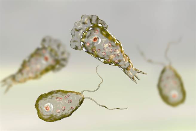 美国CDC的最新研究显示，由于气候暖化，会致死的吃脑变形虫在美国的分布有向北扩散趋势。（示意图／shutterstock）