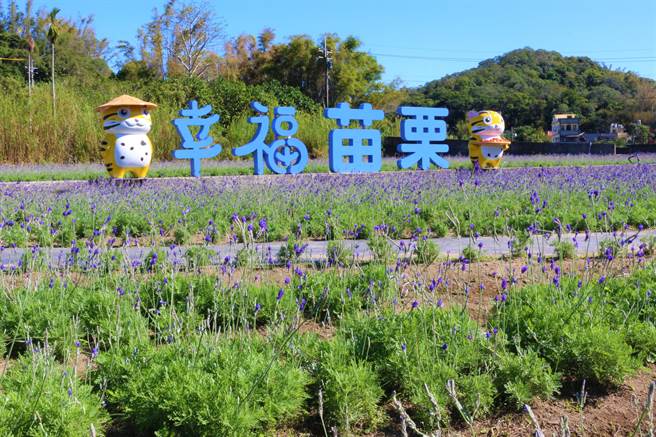 苗栗县西湖乡休閒产业发展协会，在龙洞村鸭母坑种植6分多地、约4万5000株薰衣草，浪漫紫色花海，花期可到明年3月。（巫静婷摄）