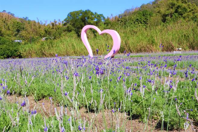 苗栗县西湖乡休閒产业发展协会，在龙洞村鸭母坑种植6分多地、约4万5000株薰衣草，浪漫紫色花海，花期可到明年3月。（巫静婷摄）