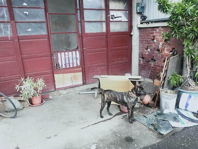 這隻土狗「愛愛」狂吠救了阿公一命。（玉里警分局提供／王志偉花蓮傳真）