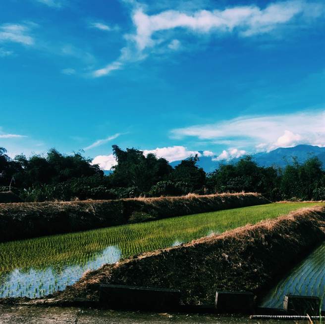 花莲凤林镇中兴部落梯田环境天然清幽，种出香甜好吃的梯田米。（罗亦晽摄）