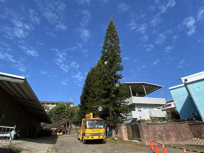 耶诞节近了，苗栗县通霄镇公所加紧赶工，布置全台最高「真」的耶诞树，预计平安夜点灯一路到明年3月。（巫静婷摄）