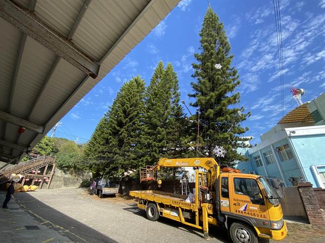 苗栗县通霄镇公所加紧赶工，布置全台最高「真」的耶诞树。（巫静婷摄）
