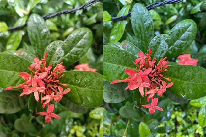 realme X7 Pro与iPhone 11 Pro Max(右）的日间实拍对比（2）。（黄慧雯摄）
