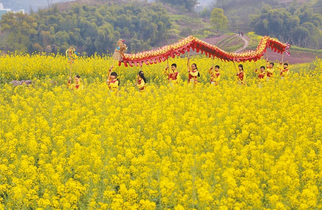 重庆市北碚区状元小学的学生在油菜花丛中舞动「蔡家草把龙」。（新华社）
